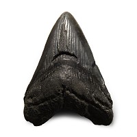 Natural History - Fossil Megalodon Giant Shark Tooth
