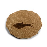 Natural History - Knightia Fossil Fish on Matrix