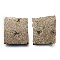 Natural History - Fossil March Flies on Matrix