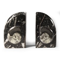 Natural History - Polished Fossil Goniatite Book Ends