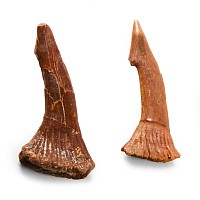 Natural History - Fossil Onchosaurus Rostral Spines