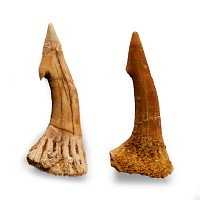 Natural History - Fossil Onchosaurus Rostral Spines