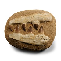Natural History - Mosasaur Jaw on Composite Matrix