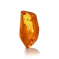 Insects in Polished Amber