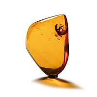 Natural History - Insect in Polished Amber