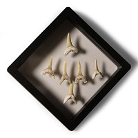 Natural History - Sand Shark Tooth Display