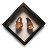 Natural History - Fossil Mosasaur Tooth Display