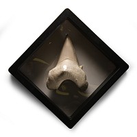 Fossil Otodus Shark Tooth Display