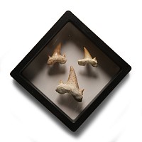 Natural History - Fossil Otodus Shark Tooth Display