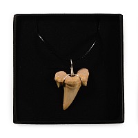 Natural History - Fossil Otodus Shark Tooth Necklace