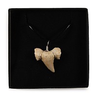 Fossil Otodus Shark Tooth Necklace