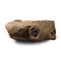 Natural History - Fossil Onnia Trilobite on Matrix