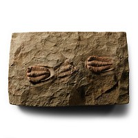 Natural History - Fossil Euloma Trilobites on Matrix