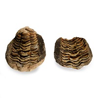 Natural History - Fossil Flexicalymene Trilobite Nodule