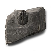 Natural History - Fossil Elrathia Trilobite on Matrix