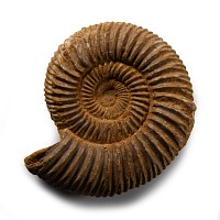 Natural History - Fossil Perisphinctes Ammonite