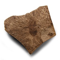 Natural History - Canadian Leaf Fossil