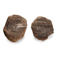 Natural History - Fossil Fern Nodule