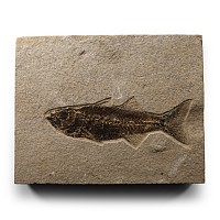 Natural History - Fossil Mioplosus Fish