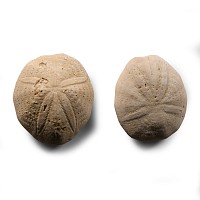 Natural History - Fossil Sea Urchin Pair