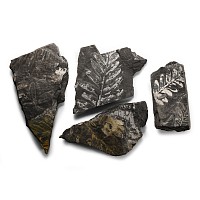 Natural History - Fossil Pennsylvania Fern on Matrix