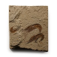Natural History - Double Fossil Shrimp Plate