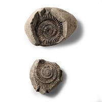 Natural History - Natural Fossil Whitby Dac Ammonite Nodule