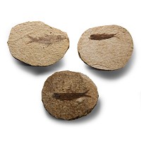 Natural History - Knightia Fossil Fish on Matrix Group