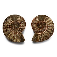 Natural History - Cut and Polished Fossil Ammonite