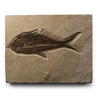 Natural History - Diplomystus Fossil Fish on Matrix
