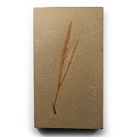 Natural History - Scarce Fossil Sapindopsis Plant on Matrix