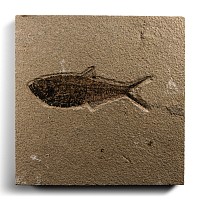 Natural History - Diplomystus Fossil Fish on Matrix