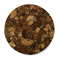 Natural History - Large Polished Fossil Ammonite Plate