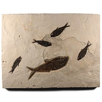 Natural History - Large Fossil Fish Plate