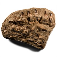 Large Mosasaur 'Marine Dinosaur' Fossil Tooth Plate