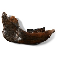 Woolly Rhinoceros Jaw
