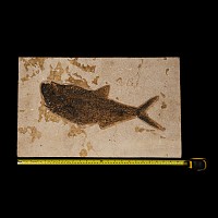 Natural History - Large Fossil Diplomystus Fish Plate