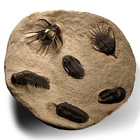 Multi Fossil Trilobite Bowl
