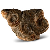 Natural History - Large Triple Agadir Fossil Ammonite Display
