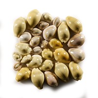 Natural History - Polynesian Lamarck Shell Collection