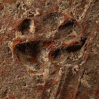 Romano-British 'Lympne Castle Roman Fort' Terracotta Tile with Roman Dog Pawprints