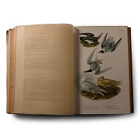 A Popular Handbook of the Ornithology of Eastern North America