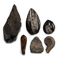 Natural History - Mixed Fossil Group
