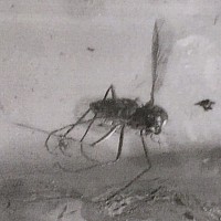 Natural History - Insect in Polished Baltic Amber