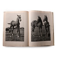 General Books - Fohlen Auf der Weide
