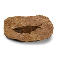 Natural History - Knightia Fossil Fish Plate