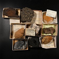 Natural History - Mixed Historic Fossil Collection