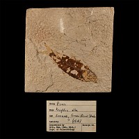 Natural History - Historic Fossil Knightia Alta Fish in Matrix