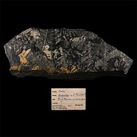Natural History - Historic Fossil Fern Leaves in Matrix