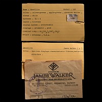 Natural History - Historic 'Arkansas, USA'  Wavellite Mineral Specimen